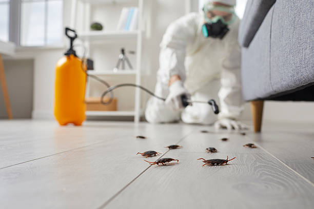 Post-Treatment Bed Bug Interceptor Monitoring in Diamondhead